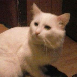 Meet your Posher, Sharon